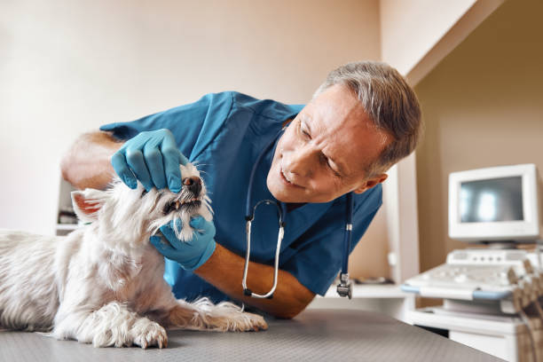 Best Emergency Dentist for Special Needs Patients in Dunthpe, OR